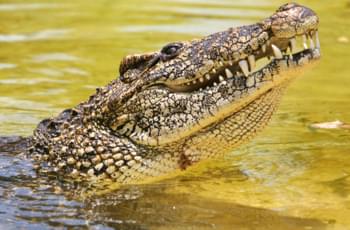 crocodile cuba