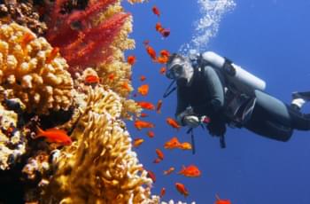 Buceo en la Gran Barrera de Coral