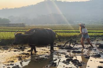 Wasserbüffel in Laos