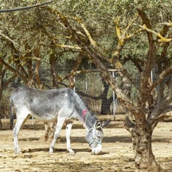 Ausflugstipp Kreta: Das Altersheim für Esel besuchen