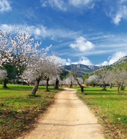 Frühling auf Mallorca: Die Zeit der Mandelblüte hat begonnen