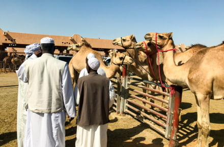 Kameelmarkt in Al Ain, Abu Dhabi