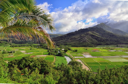 Tarofelder in Kauai, Hawaii