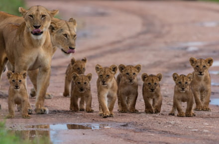 Leeuwenfamilie in Zimbabwe