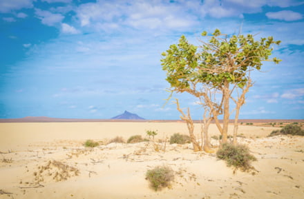 Desierto en Boa Vista