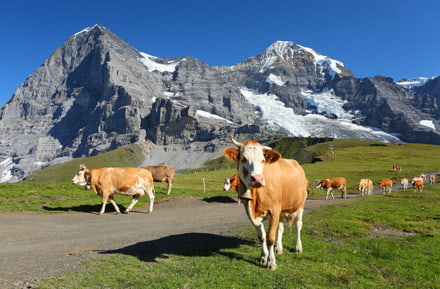 Cows in the Swiss Alps