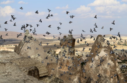 vallée des pigeons cappadoce kayseri 
