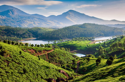 Tea plantation in India