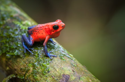 Kikker in de jungle