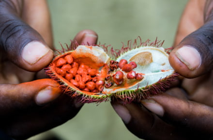Go on a spice tour in Zanzibar
