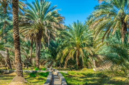 Palm Oasis in Al Ain, Abu Dhabi