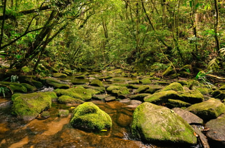 Parc d'Etat de Cantareira Sao Paulo