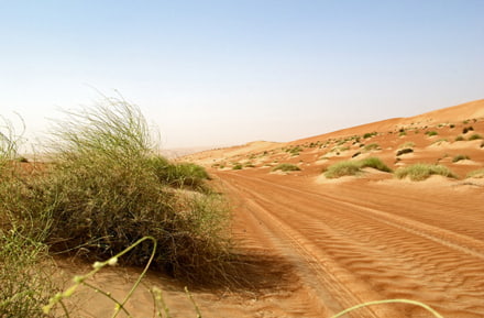 Wahiba Zand