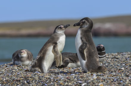 Pinguïns Tierra del Fuego