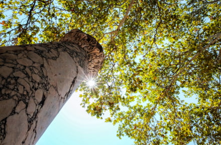 El árbol más viejo de Europa, en Cos