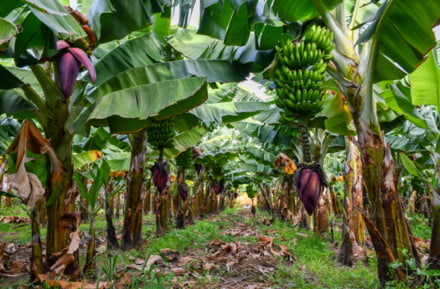 Plantaciones de plátanos en Gran Canaria