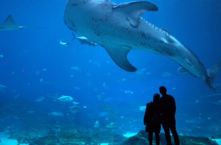 Acquario di Atlanta