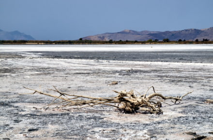 Salzsee Alikes, Kos