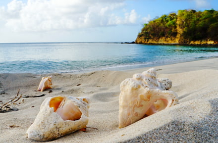Muscheln am Strand von Grenada