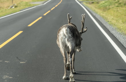 Rentier auf der Straße in Norwegen