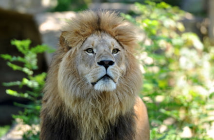 Animaux au zoo Hellabrunn