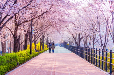 Kersenbloesem in het voorjaar in Seoul