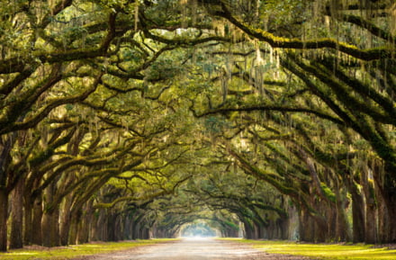 allée d'arbres savannah géorgie usa