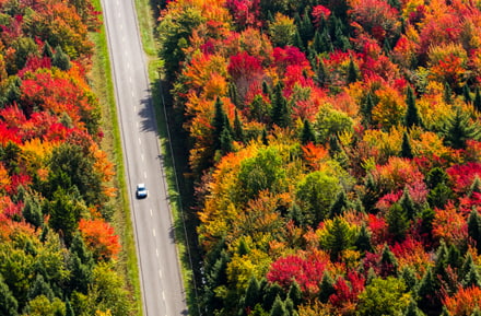 route canada forêt automne