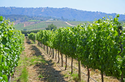 Casablanca wine