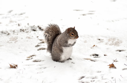 écureuil montréal neige