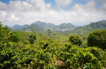 Koffieplantage in Honduras