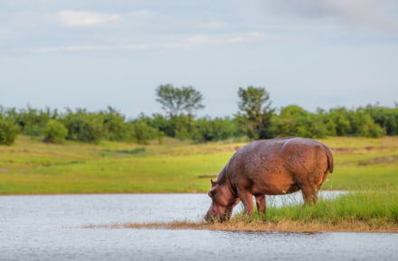 nijlpaarden die nijlpaarden drinken