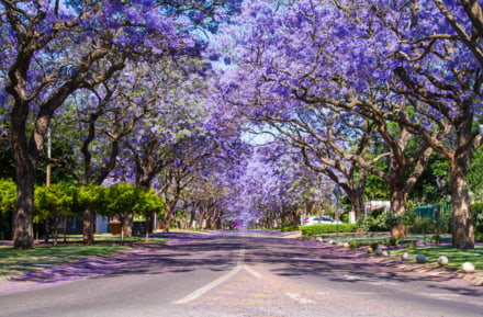 arbres fleurs mauve route pretoria