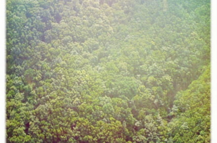 Grünes Anaga Gebirge