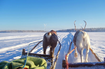 Rendiersafari in Kittilä