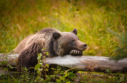 ours canada