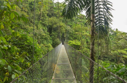 Jungle in San José