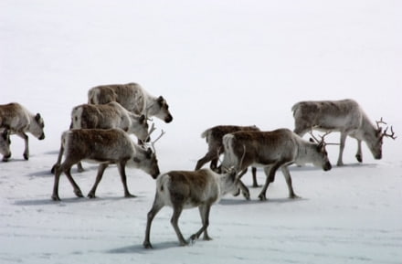 rennes neige norvège