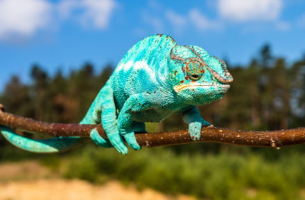 Chamäleon in Madagaskar