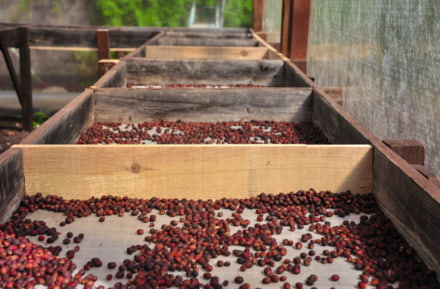 Plantas de café en Gran Canaria