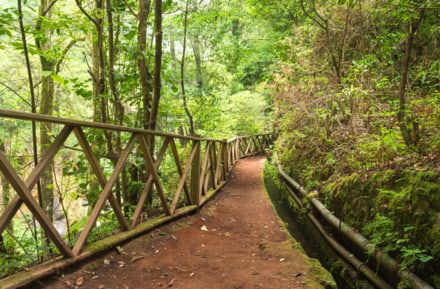 Camino en Los Tilos en La Palma