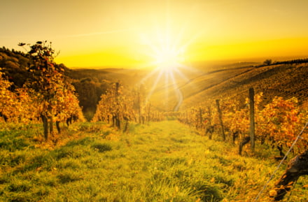 Vigneti vicino a Offenburg