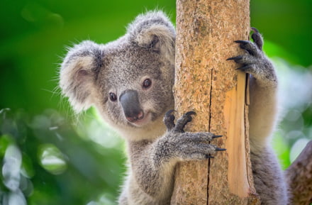 Koala's in Australië