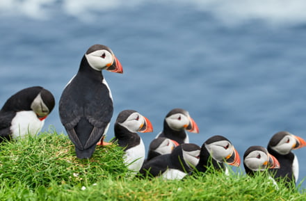 Süße Puffins auf den Färöer