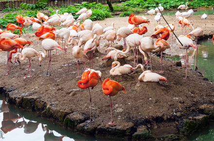 Animaux au zoo Hellabrunn