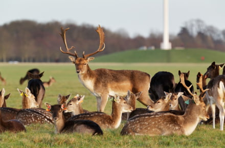 Cervo a Phoenix Park, Dublino