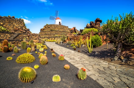Jardín de cactus