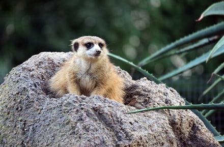 Suricate Zoo San Diego