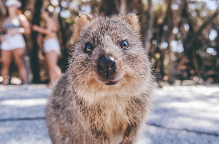 Quokka in Perth, Australië