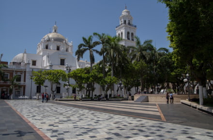 place centrale de veracruz palmier
